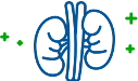 kidney